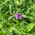 Phlox pilosa Flor