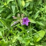 Phlox pilosa Lorea