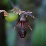 Bulbophyllum minutum Flower