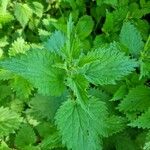 Urtica dioica पत्ता