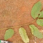 Brucea antidysenterica Leaf
