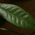 Amanoa guianensis 葉