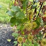 Clematis integrifolia Leaf