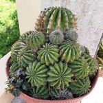 Echinopsis eyriesii عادت