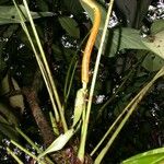 Anthurium subsignatum Bark
