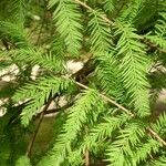 Taxodium distichum Φύλλο