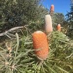 Banksia prionotes Flower