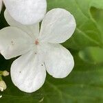 Viburnum sargentii Blomma