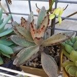 Kalanchoe tomentosa 葉