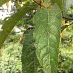 Elaeocarpus angustifolius Leaf