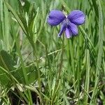 Viola pedatifida Celota