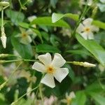 Trachelospermum asiaticum Blomma