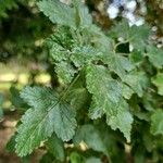 Ribes magellanicum Hoja