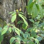 Impatiens auricoma Vekstform