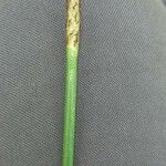 Eleocharis interstincta Flower