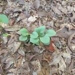 Antennaria plantaginifolia Blatt