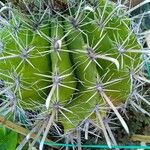 Ferocactus herrerae Foglia