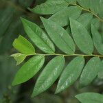 Xylopia cupularis Leaf