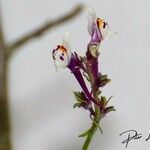 Linaria amethysteaFlower