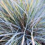 Festuca glauca Feuille