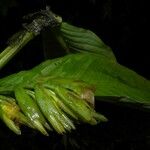 Hylaeanthe unilateralis Hábito