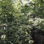 Nothofagus alpina Hábito