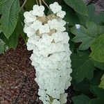 Hydrangea quercifolia Flower