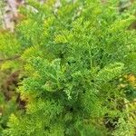 Tripleurospermum maritimum Liść