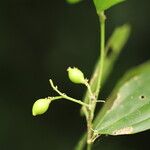 Celtis prantlii Fruto