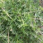 Lepidium didymum 形態