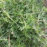 Lepidium didymum Агульны выгляд