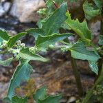 Chenopodium rubrum Tervik taim