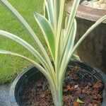 Hymenocallis caribaea Leaf