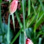 Melica nutans Flower