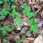 Geranium robertianum Агульны выгляд