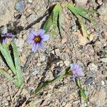 Sisyrinchium rosulatum 花