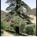 Cedrus atlanticaपत्ता