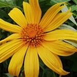 Tithonia diversifolia 花