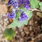 Caryopteris × clandonensisBlomma