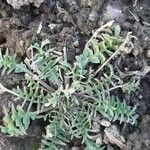 Sisymbrella aspera Leaf