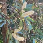 Cunonia capensis Flor