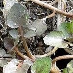 Nasturtium officinale Blad