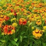 Helenium autumnale Çiçek