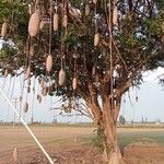 Kigelia africana Meyve