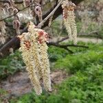 Corylus avellanaЦвят