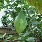 Solanum betaceum Fruit