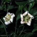 Rothmannia annae Flower