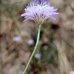 Cephalaria transsylvanica Blodyn