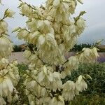 Yucca filamentosaFlower