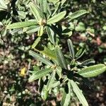 Pyracantha angustifolia Deilen